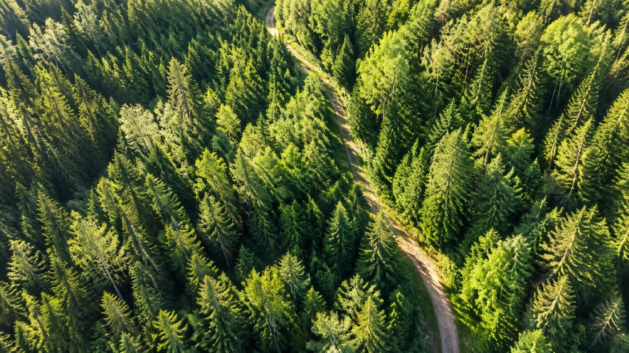 green forest trees aerial view