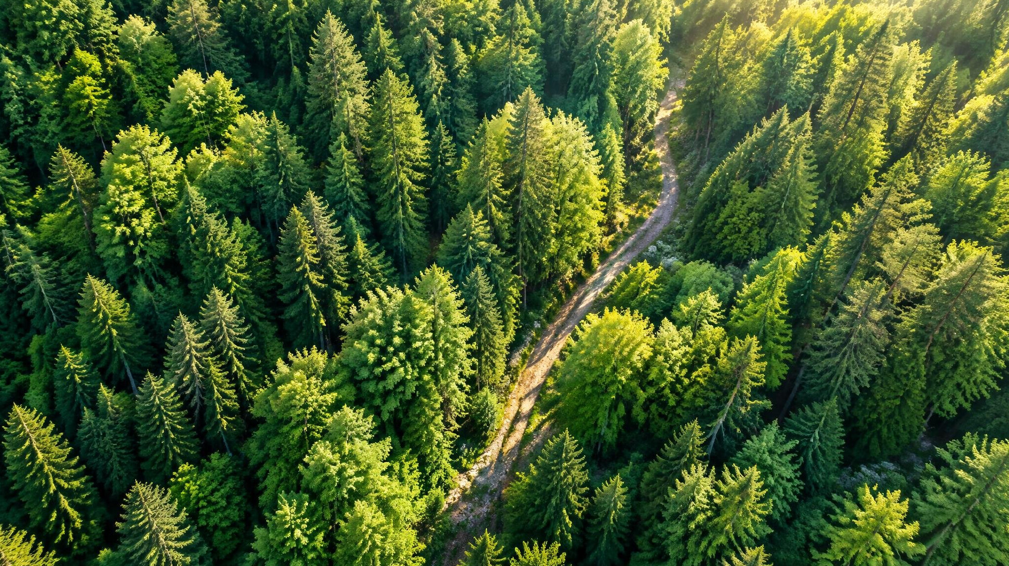 green forest trees aerial view